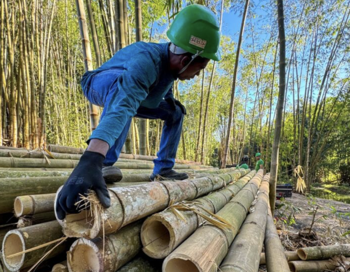 Nem árvore, nem madeira: sustentabilidade e inovação